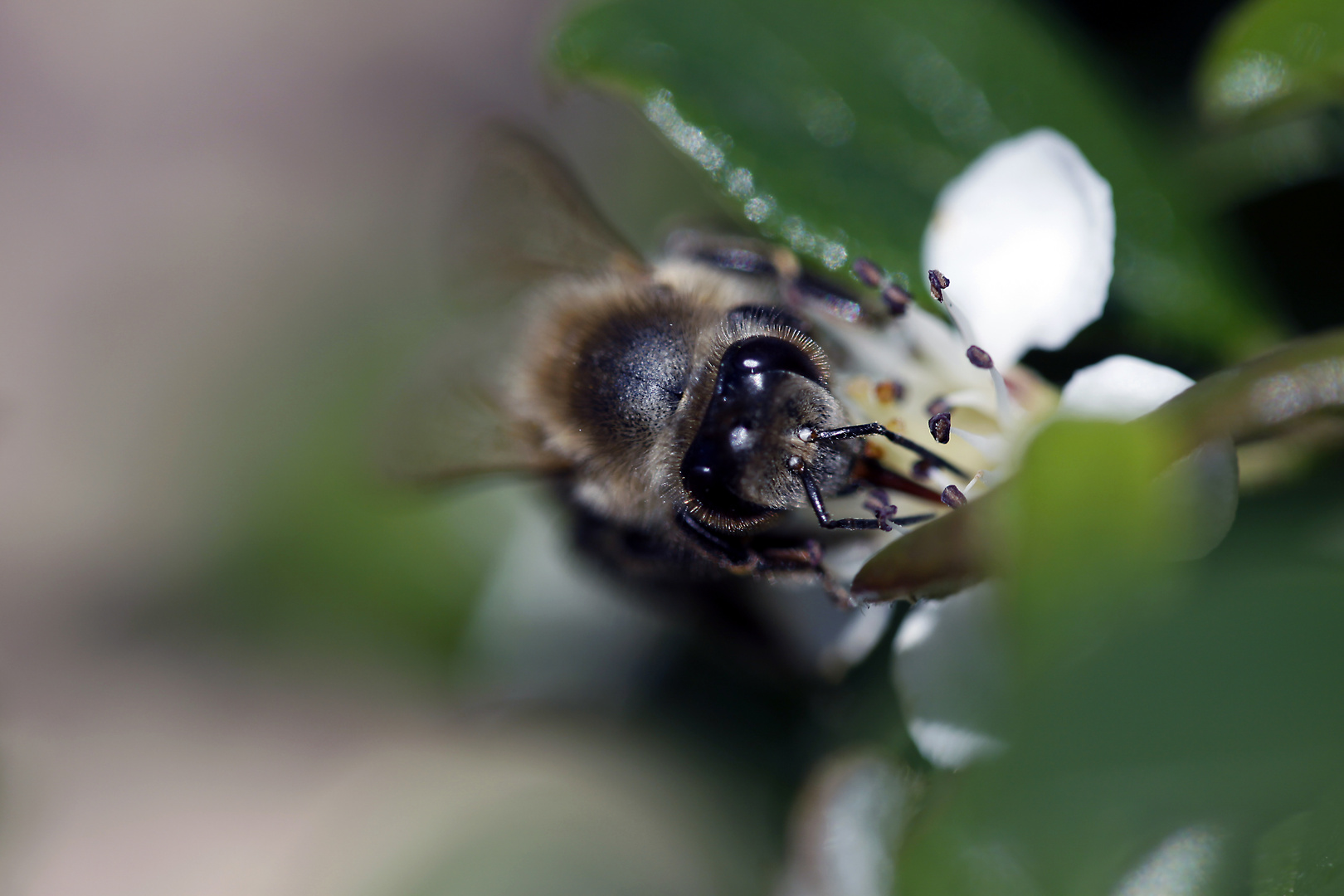 Hungrige Hummel