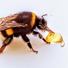 hungrige Hummel am 2. März 2024