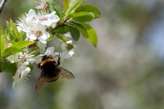 hungrige Hummel