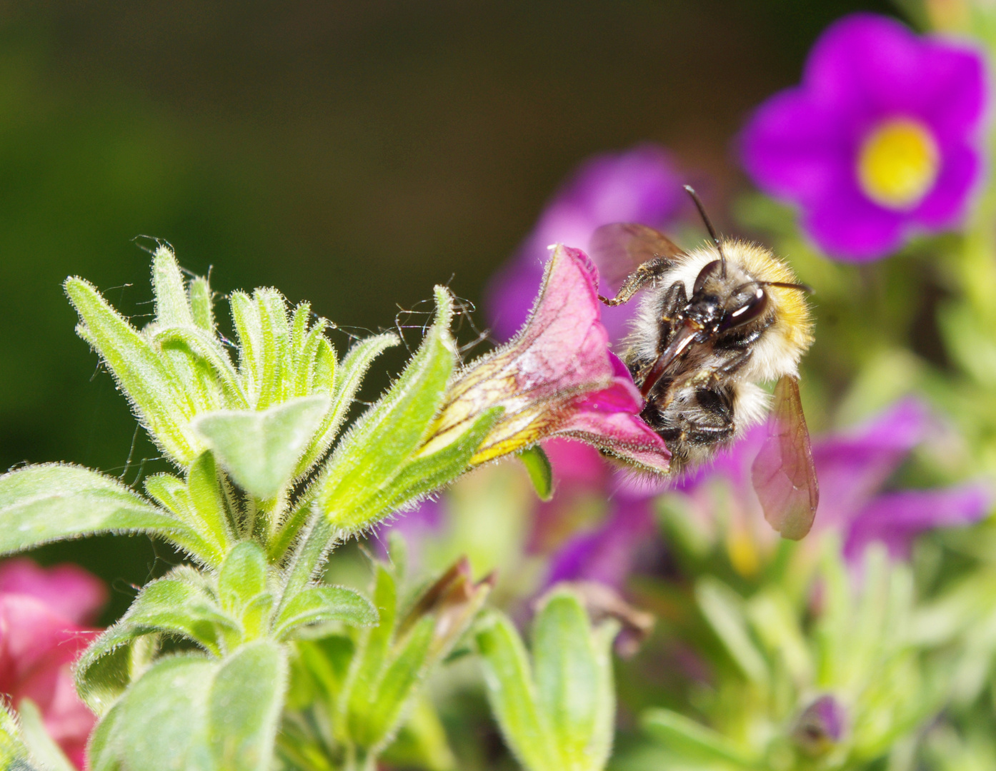 Hungrige Hummel.