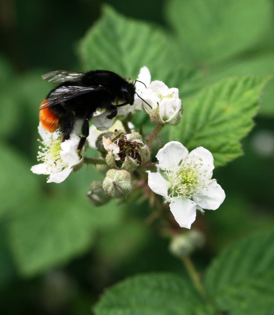 Hungrige Hummel !!