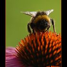 hungrige Hummel - soeben gelandet