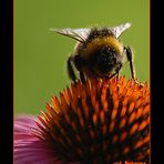 hungrige Hummel - soeben gelandet