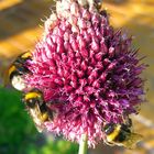 hungrige Hummeln auf einer Lauchblüte