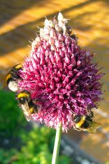 hungrige Hummeln auf einer Lauchblüte