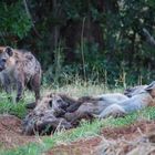 Hungrige Hyänen