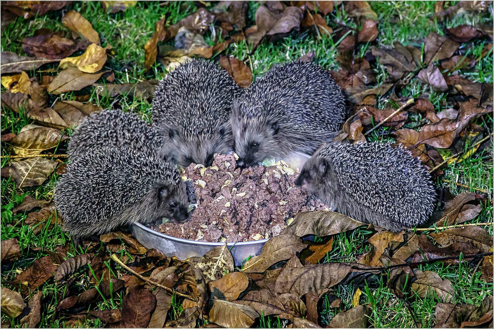 Hungrige Igelkinder