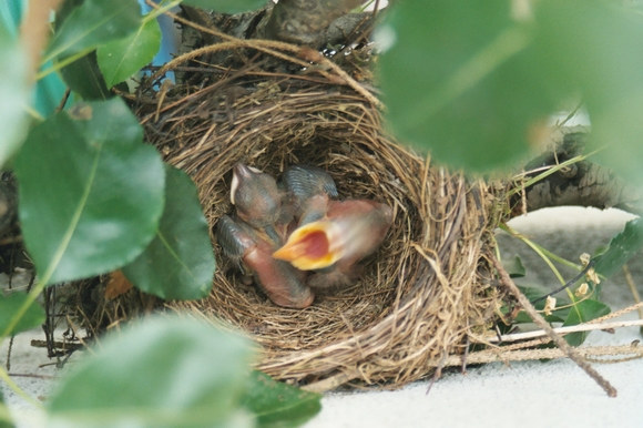 Hungrige junge Amseln im Nest