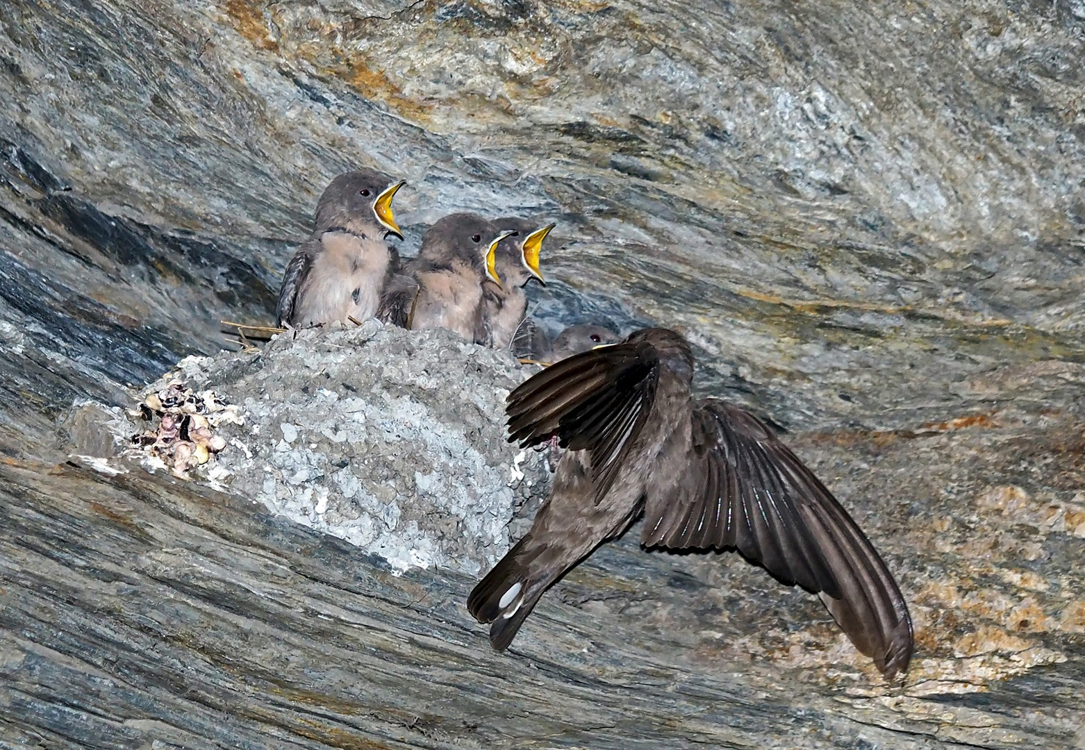 Hungrige junge Felsenschwalben (Ptyonoprogne rupestris) - Un nid d'hirondelles des rochers.