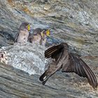 Hungrige junge Felsenschwalben (Ptyonoprogne rupestris) - Un nid d'hirondelles des rochers.