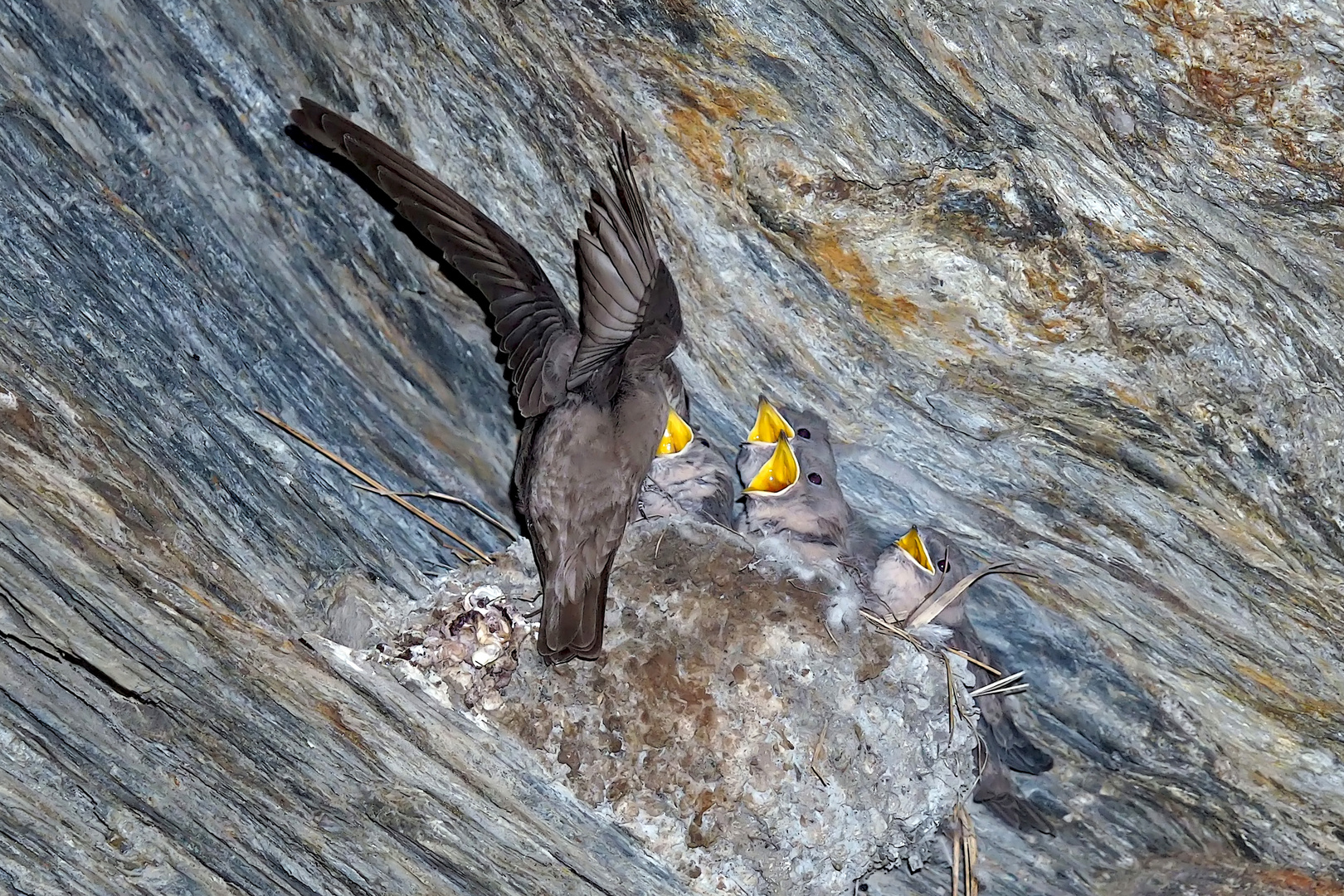 Hungrige junge Felsenschwalben (Ptyonoprogne rupestris) - Un nid d'hirondelles des rochers.