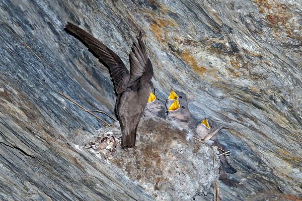 Hungrige junge Felsenschwalben (Ptyonoprogne rupestris) - Un nid d'hirondelles des rochers.