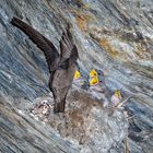 Hungrige junge Felsenschwalben (Ptyonoprogne rupestris) - Un nid d'hirondelles des rochers.