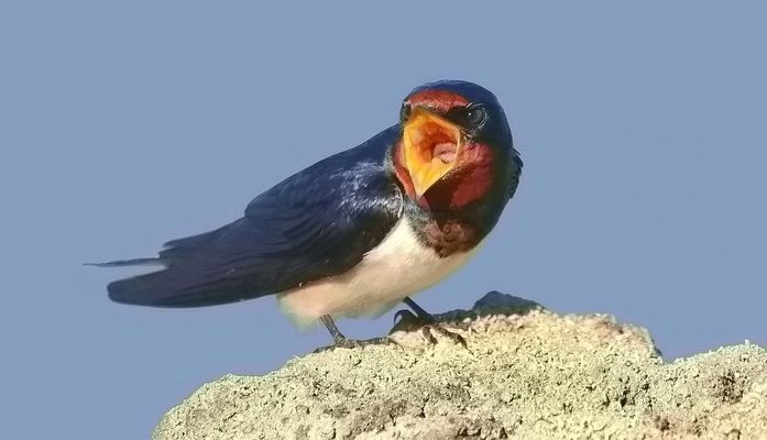 Hungrige junge Rauchschwalbe