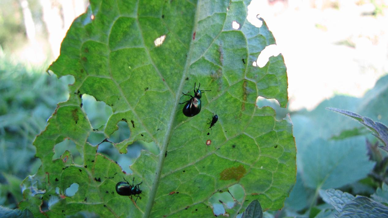 Hungrige Käfer