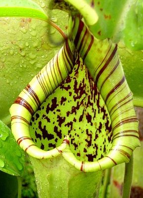 Hungrige Kannenpflanze