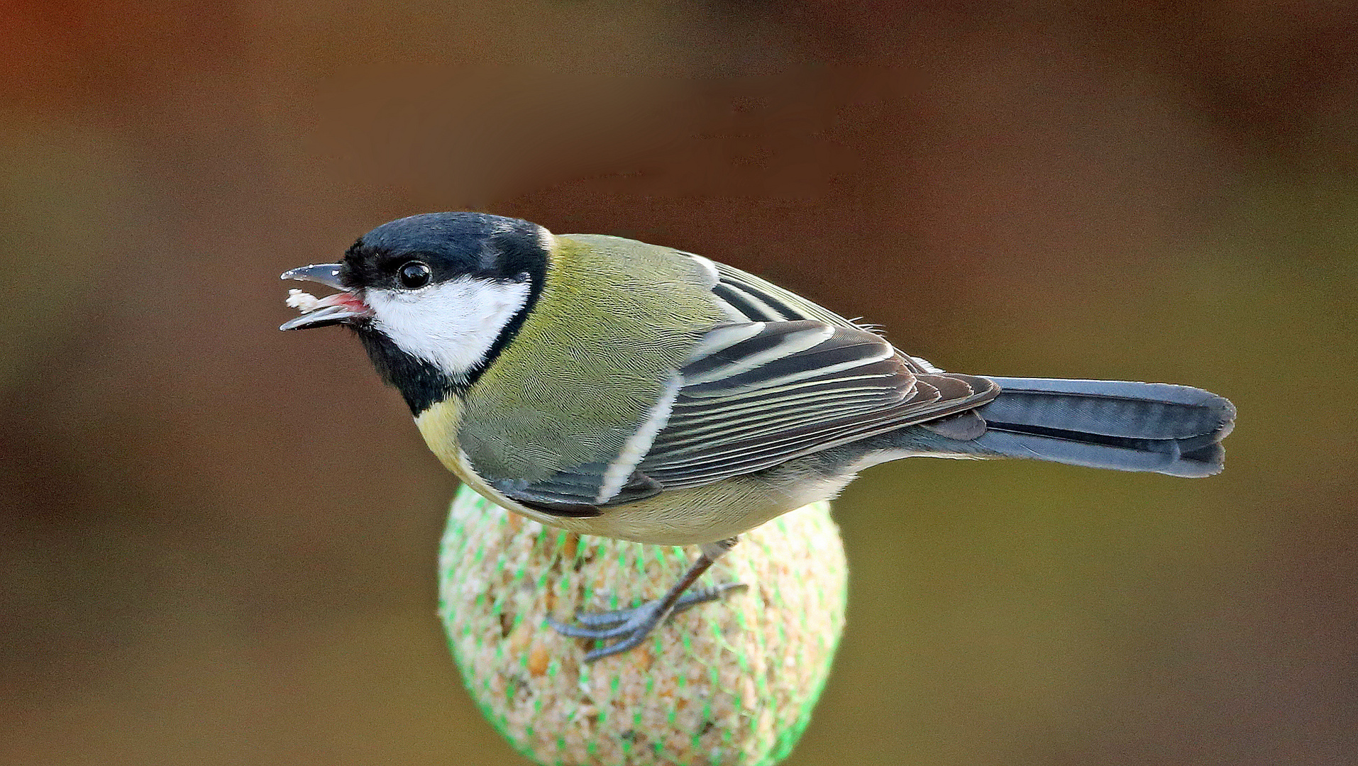 Hungrige Kohlmeise