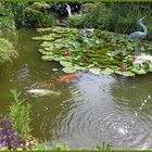 Hungrige Koys in meinem Gartenteich