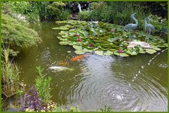 Hungrige Koys in meinem Gartenteich