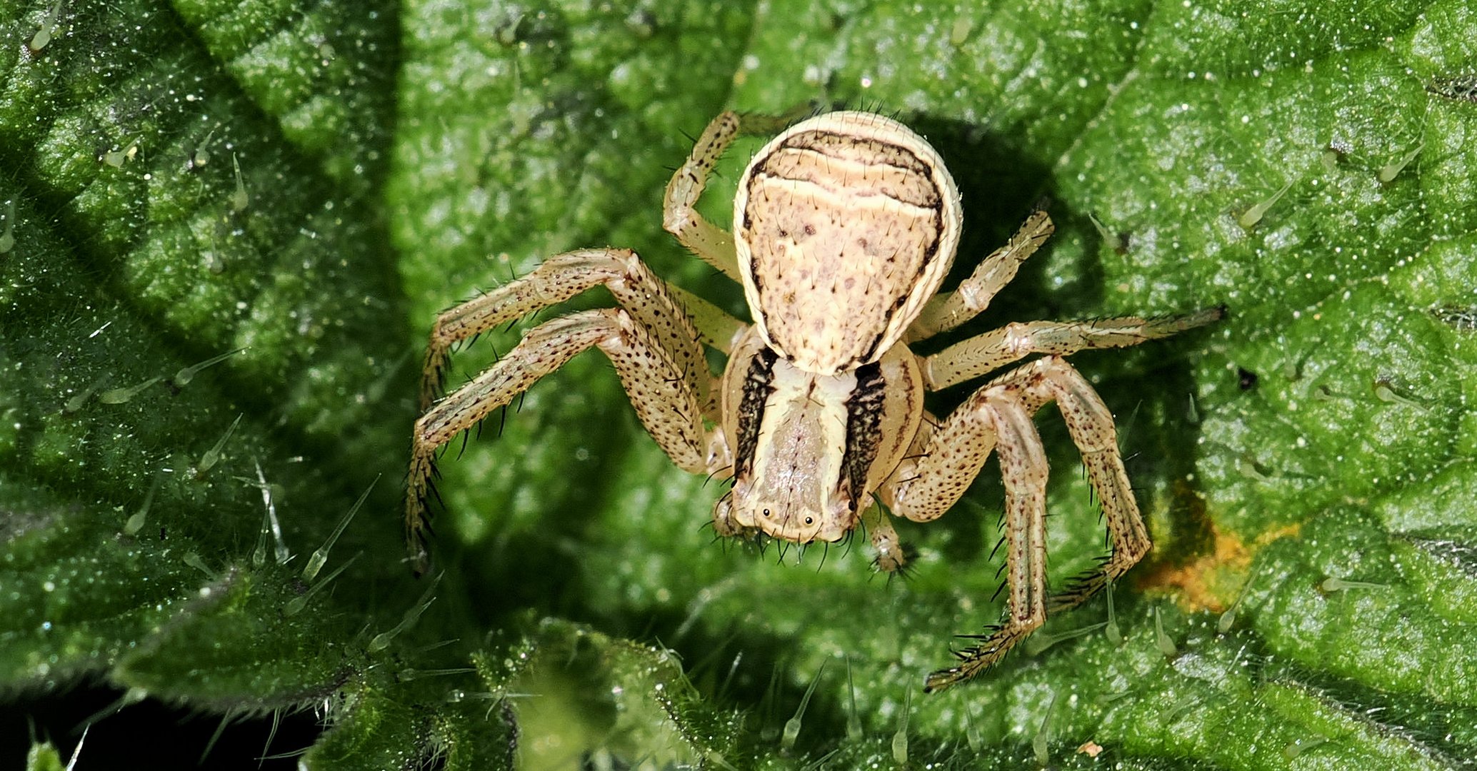 Hungrige Krabbenspinne 