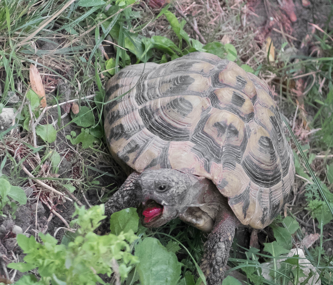 Hungrige Landschildkröte