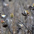  Hungrige Meute, hungry birds, pajaros hambriento