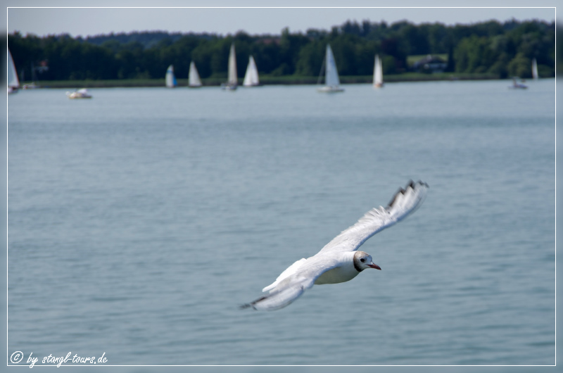 Hungrige Möwe am Chiemsee