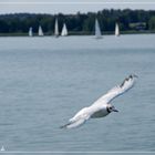 Hungrige Möwe am Chiemsee