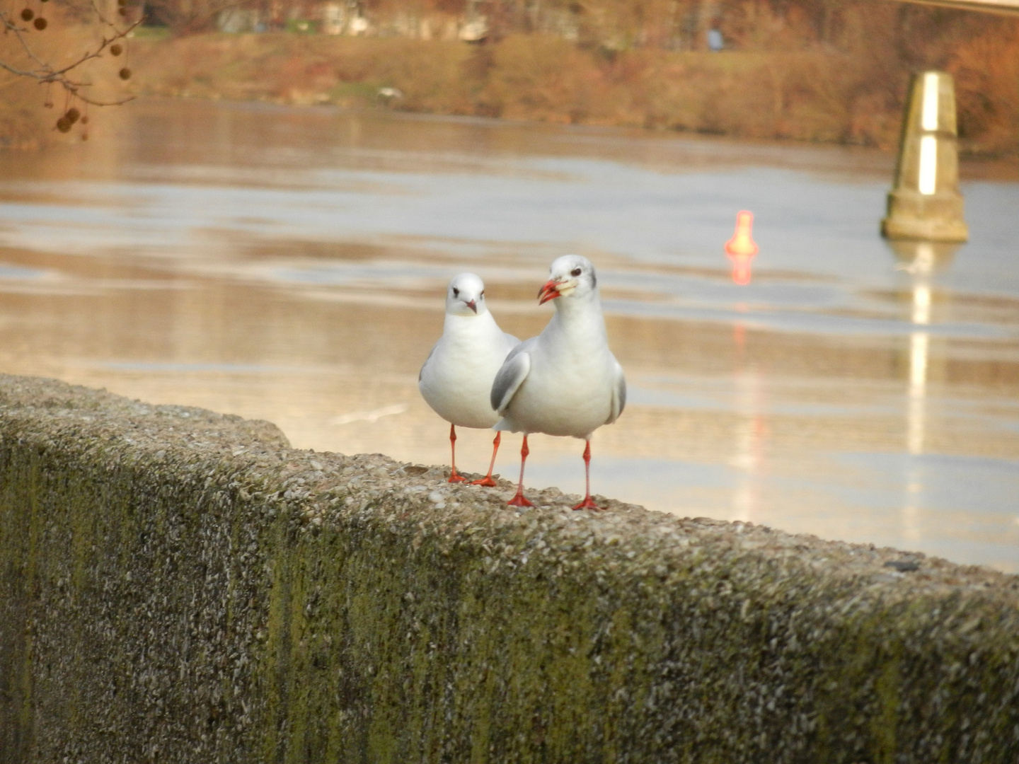 hungrige Möwe