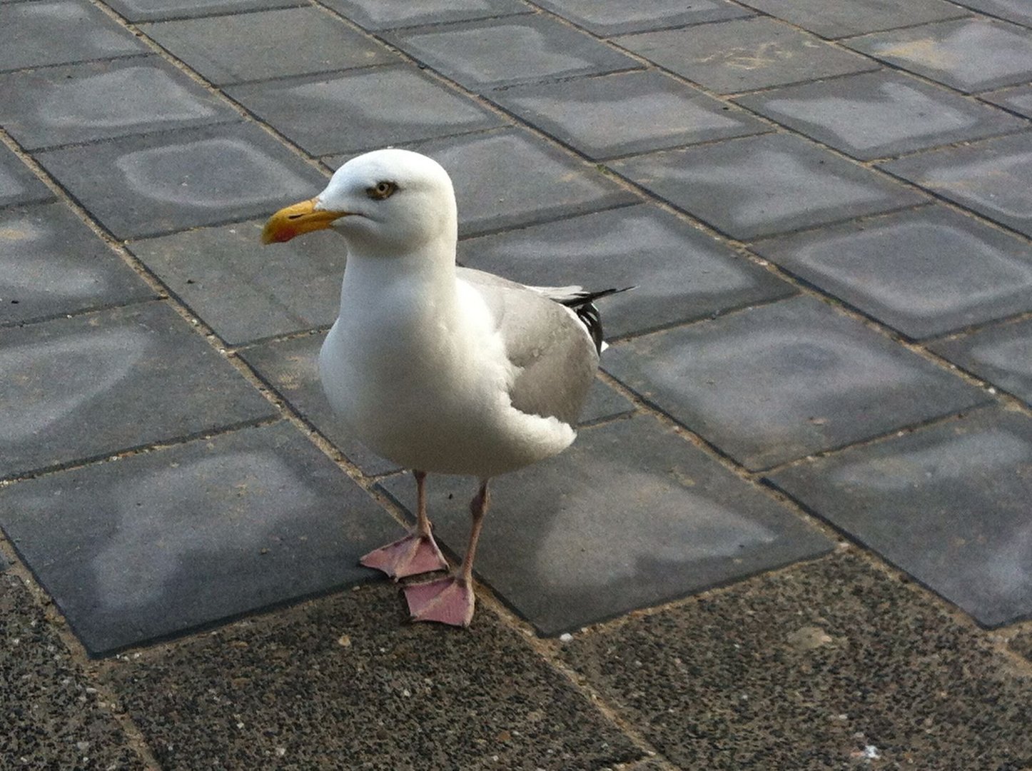 Hungrige Möwe (NL Egmond an Zee)