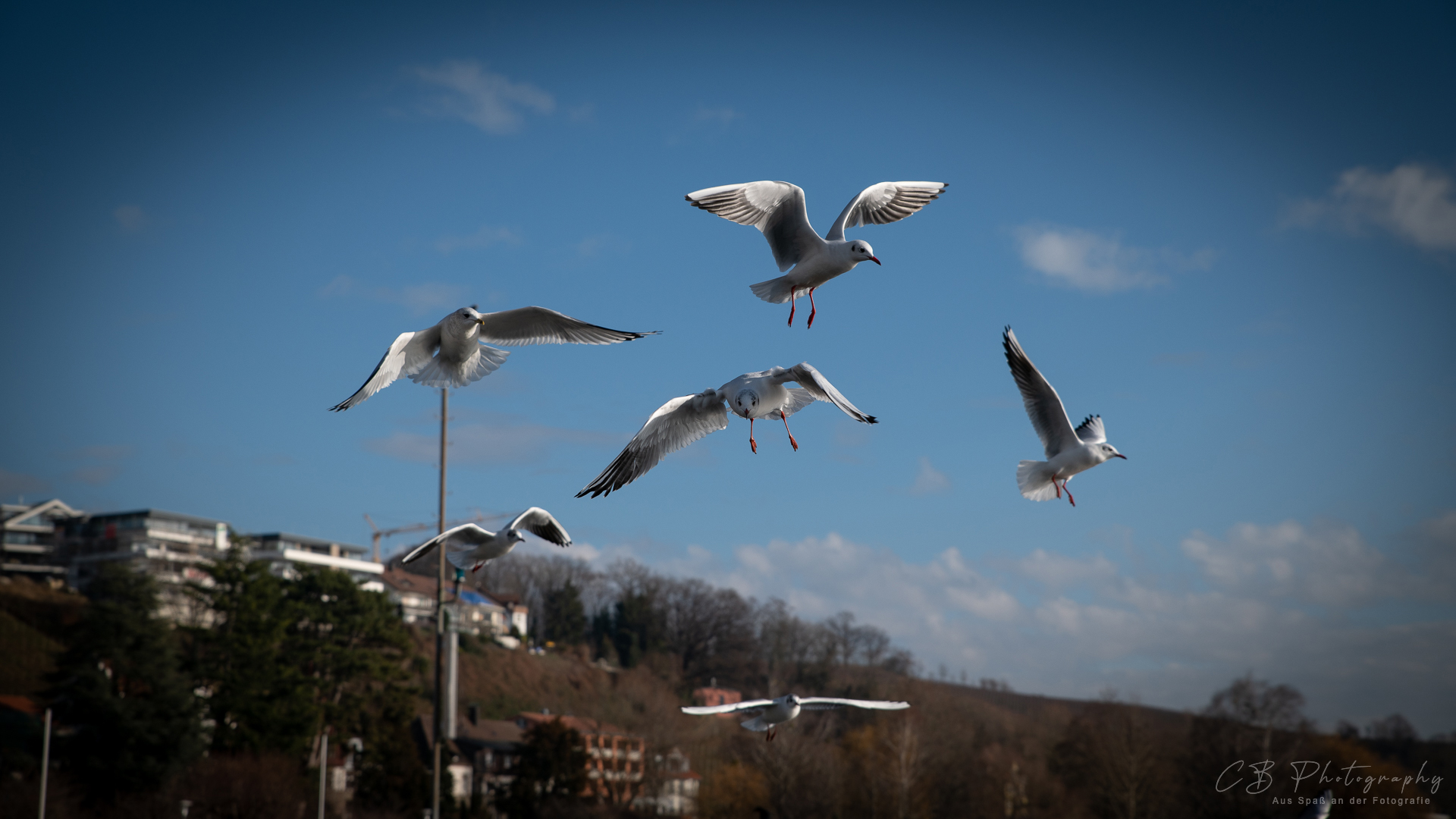 Hungrige Möwen im Anflug