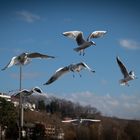 Hungrige Möwen im Anflug