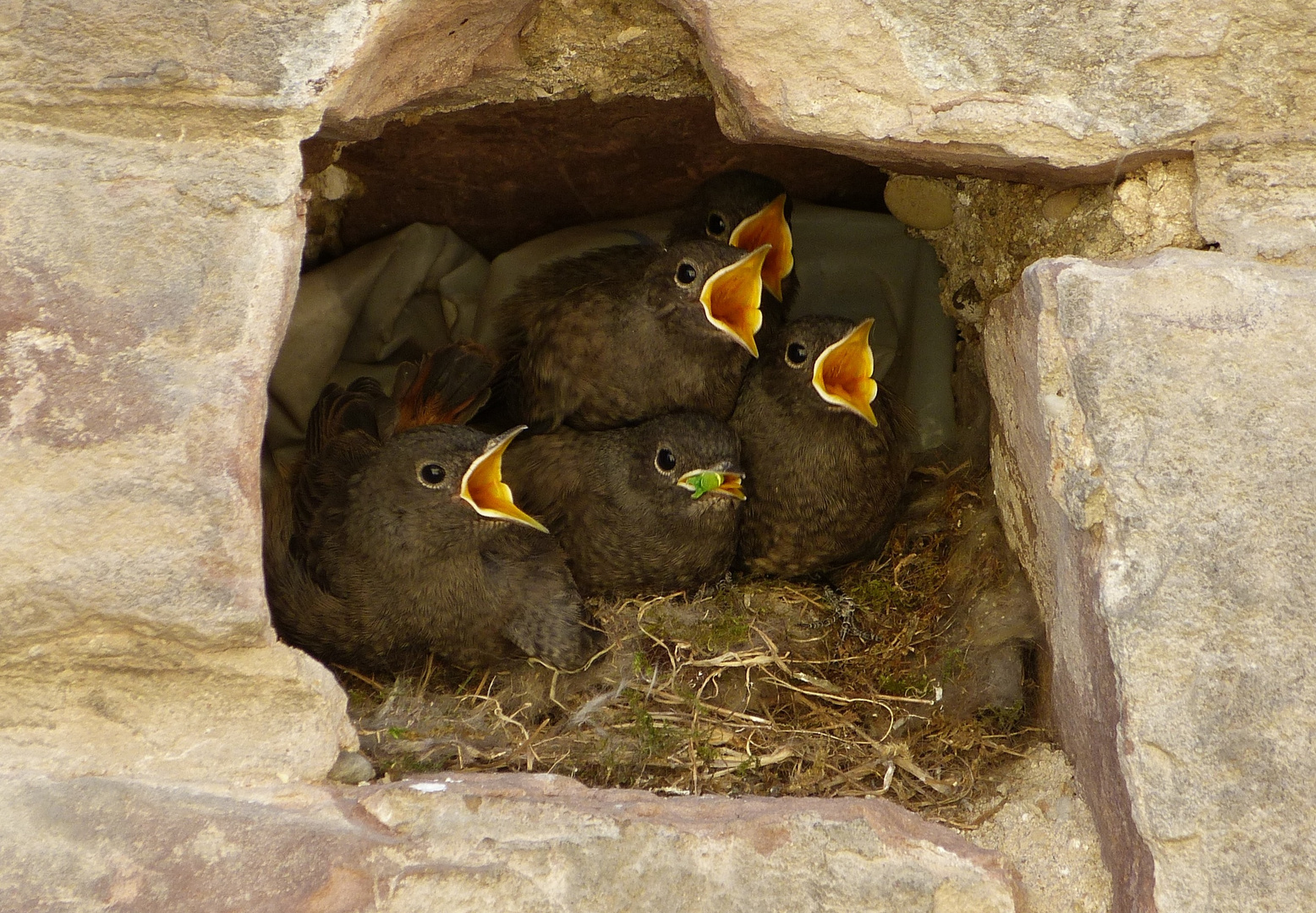 Hungrige Nestlinge