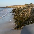 hungrige Ostsee 