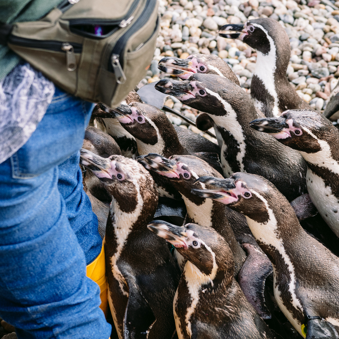 Hungrige Pinguine 2020