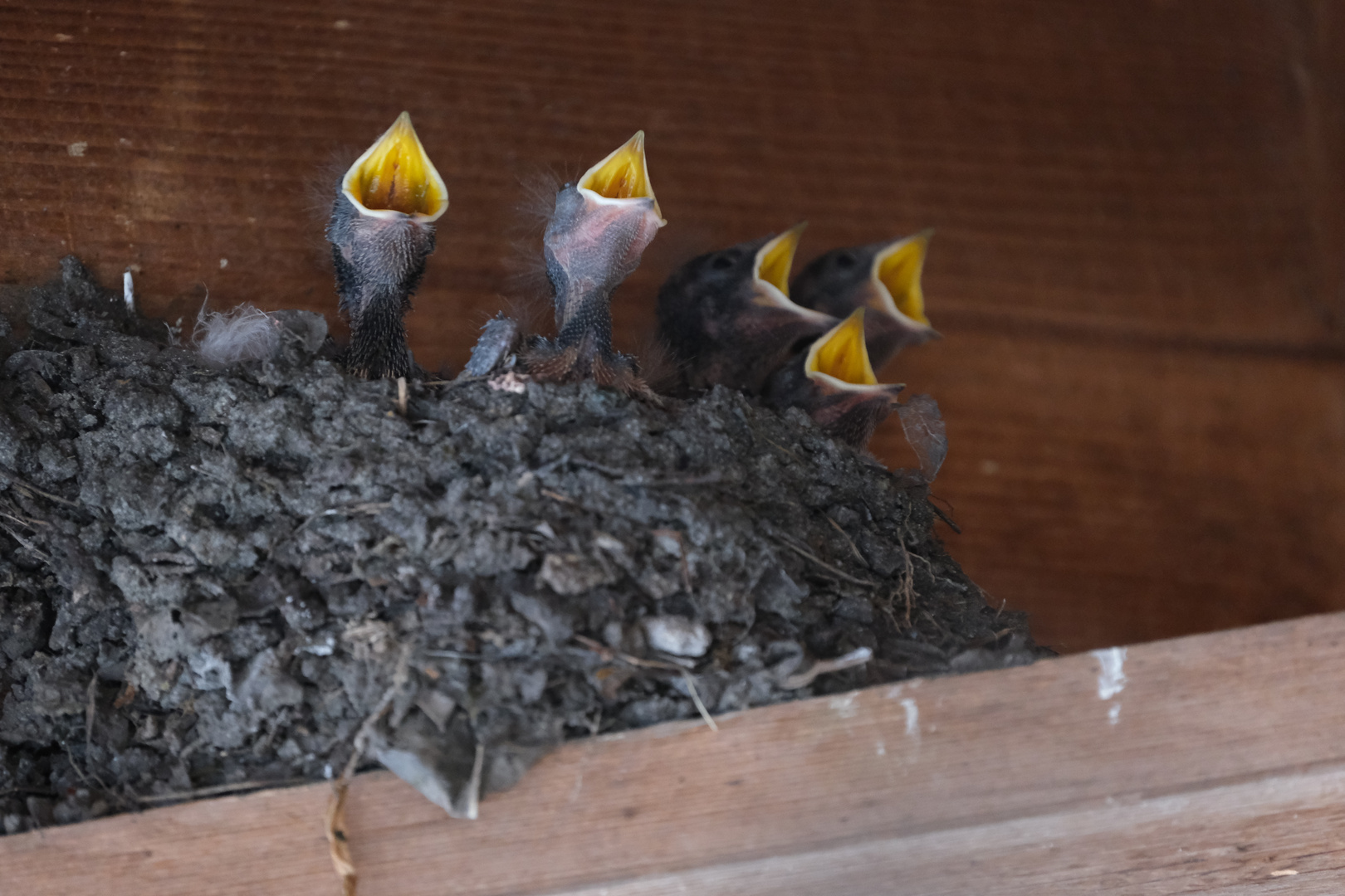 Hungrige Rauchschwalbenmäulchen 