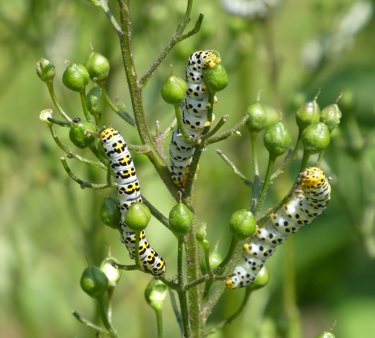 Hungrige Raupen des Braunwurz-Mönchs