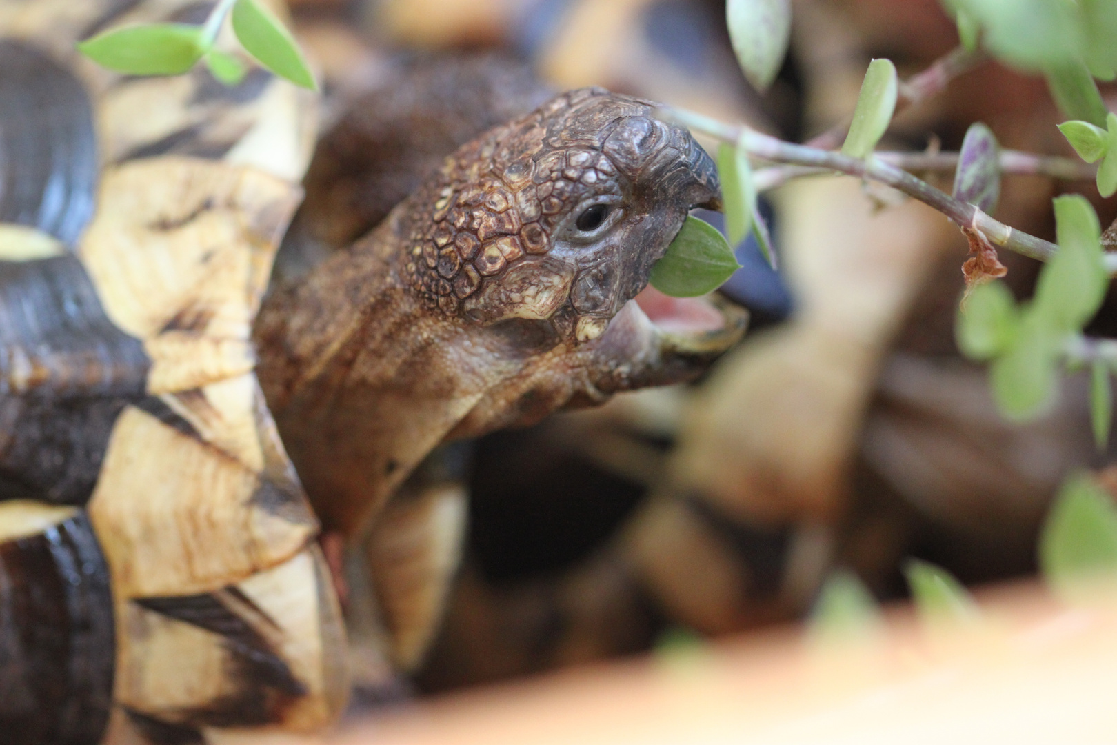 hungrige Schildkröte ;)