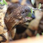 hungrige Schildkröte ;)