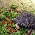 Hungrige Schildkröte - das Mahl ist bereitet