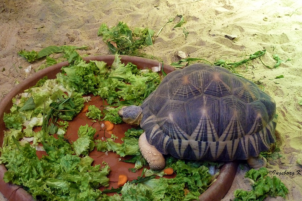 Hungrige Schildkröte - das Mahl ist bereitet