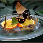Hungrige Schmetterlinge auf Mainau