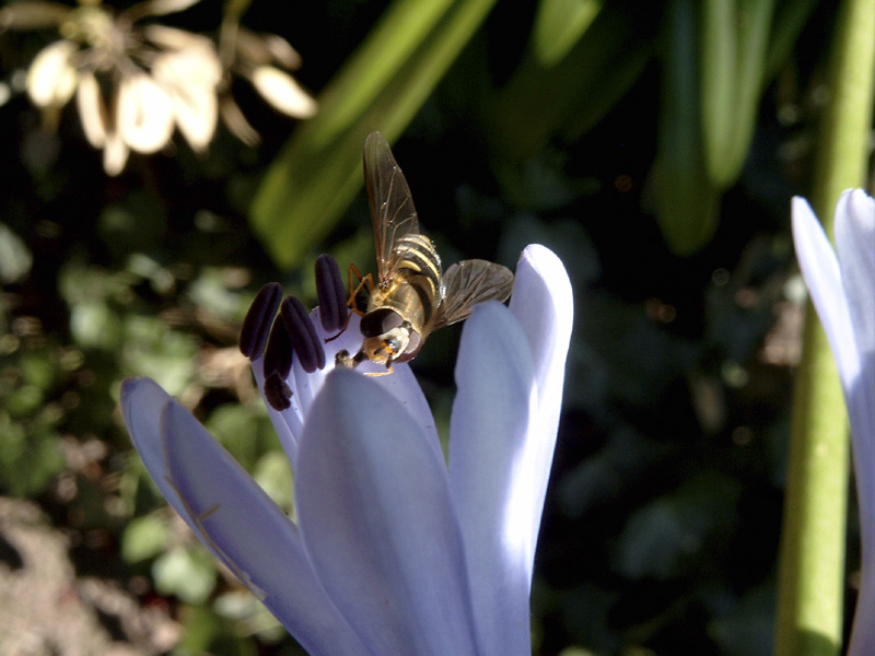 Hungrige Schwebfliege