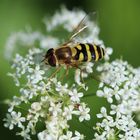 Hungrige Schwebfliege