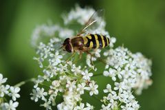 Hungrige Schwebfliege