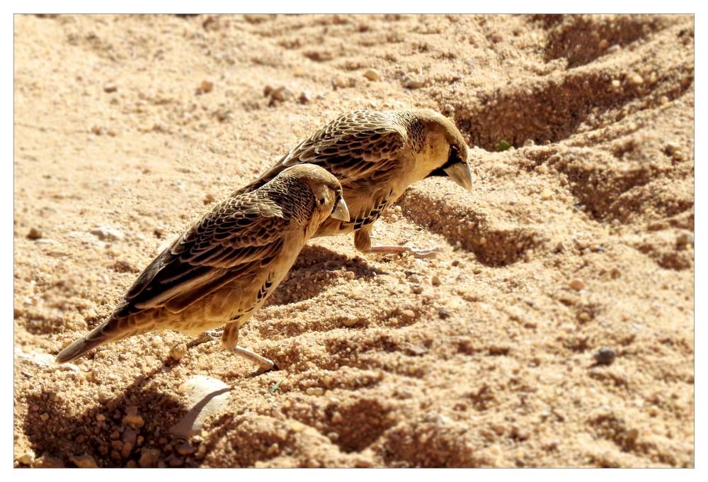 Hungrige Siedelwebervögel