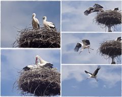 hungrige Storchenkinder