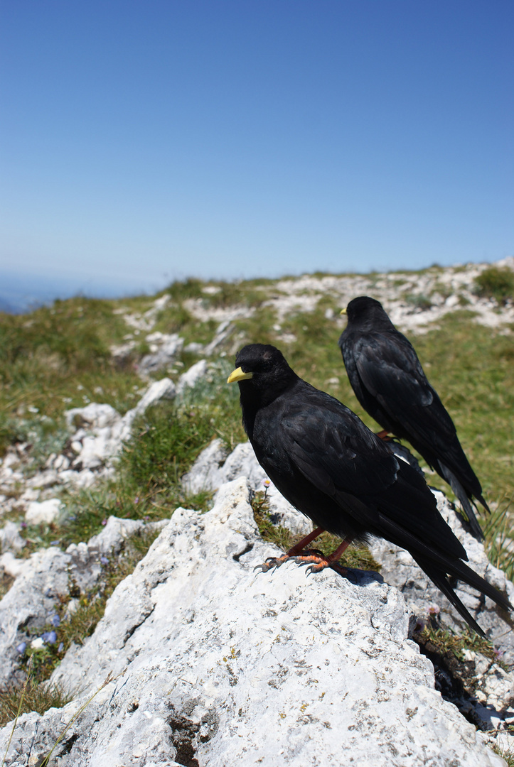 Hungrige Vögel