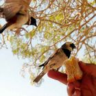 HUNGRIGE VÖGEL IM SOSSUSVLEI