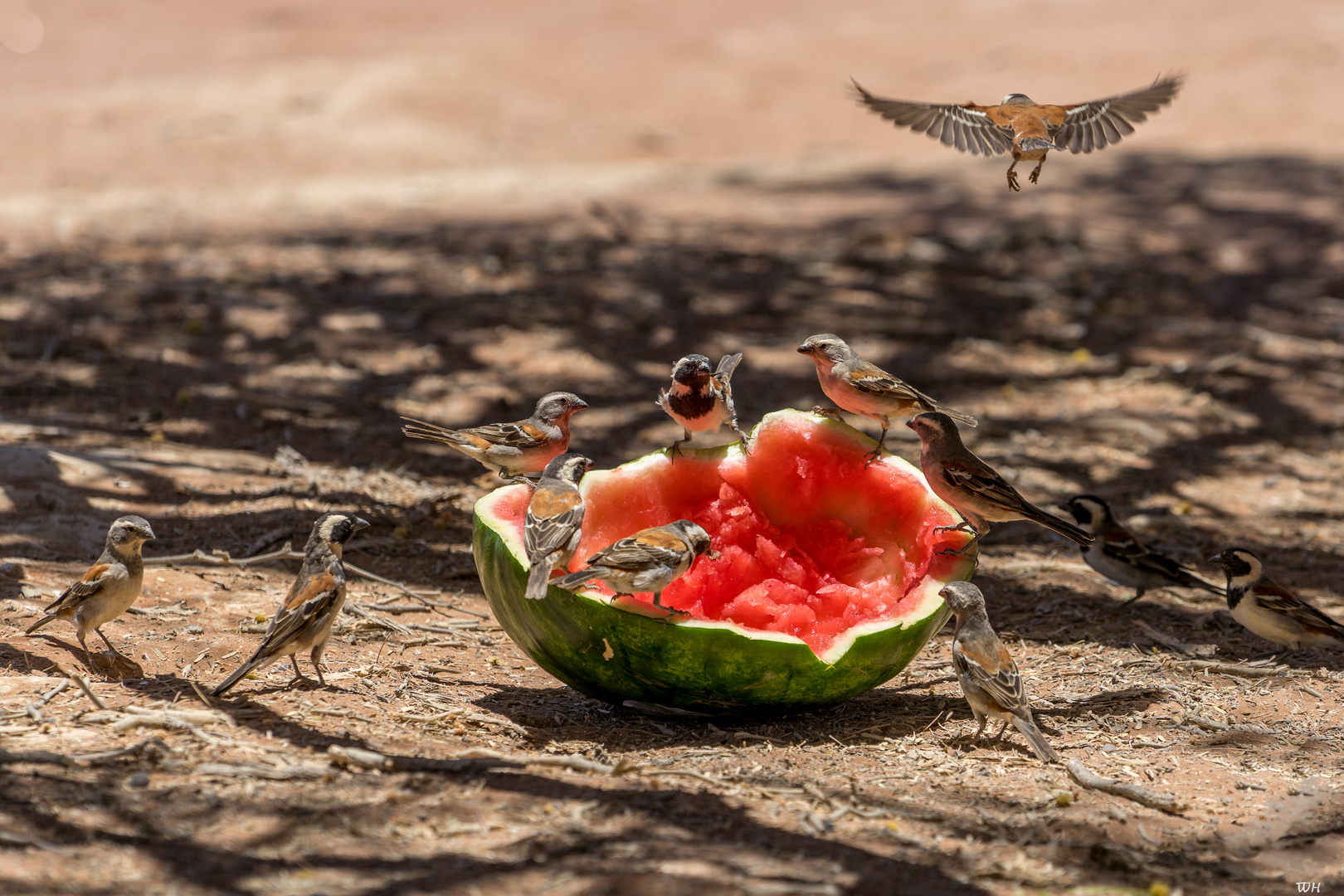 hungrige Vögel Namibia, Sossusvlei